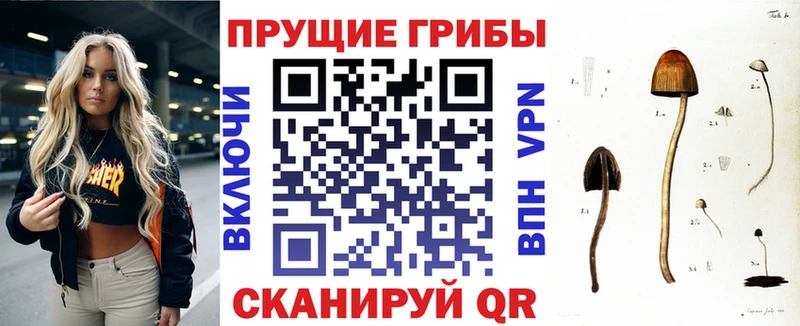 Купить  Чулым  Галлюциногенные грибы Psilocybe 